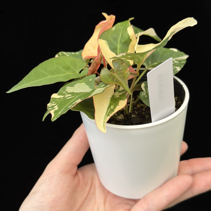 【一点もの販売】ファロピア マルチフローラ 斑入り Fallopia multiflora 'Variegata'   19