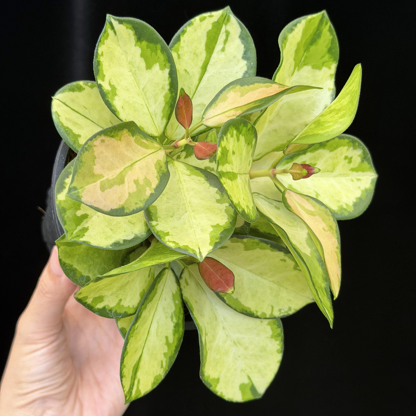 【一点もの】ホヤ オーストラリス リサ 3株植え 4号 ねこチップ