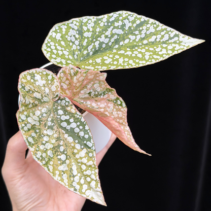 【一点もの】ベゴニア スノーキャップド ピンク斑入り Begonia Snow Capped variegata