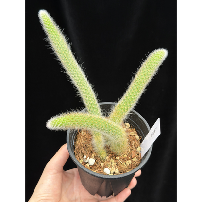 【一点もの】ヒルデウィンテラ Hildewintera colademononis 3.5号 ねこのしっぽ 7