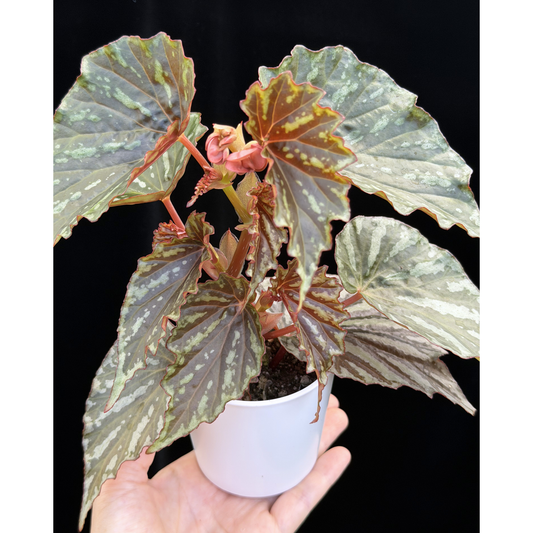【一点もの】ベゴニア イリアンジャヤ Begonia sp.Irian jaya
