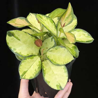 【一点もの】ホヤ オーストラリス リサ 3株植え 4号 ねこチップ