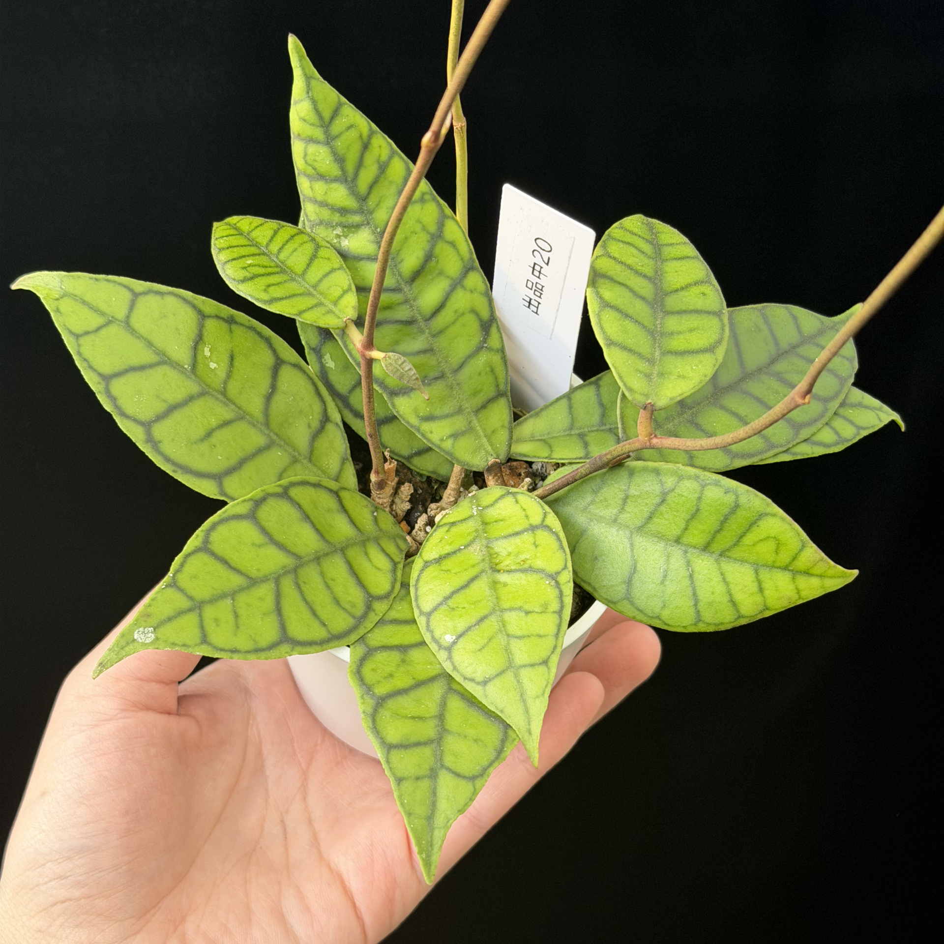 レア　ホヤ　Hoya callistophylla narrow カット Hoya Callistophylla Cutting - Elegant Ribbed Foliage – plantandstories