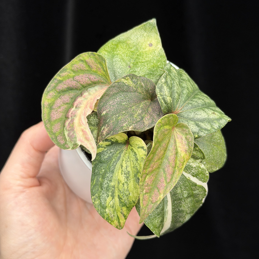 【一点もの】Piper sylvaticum variegated  ピペル シルバティクム斑入り