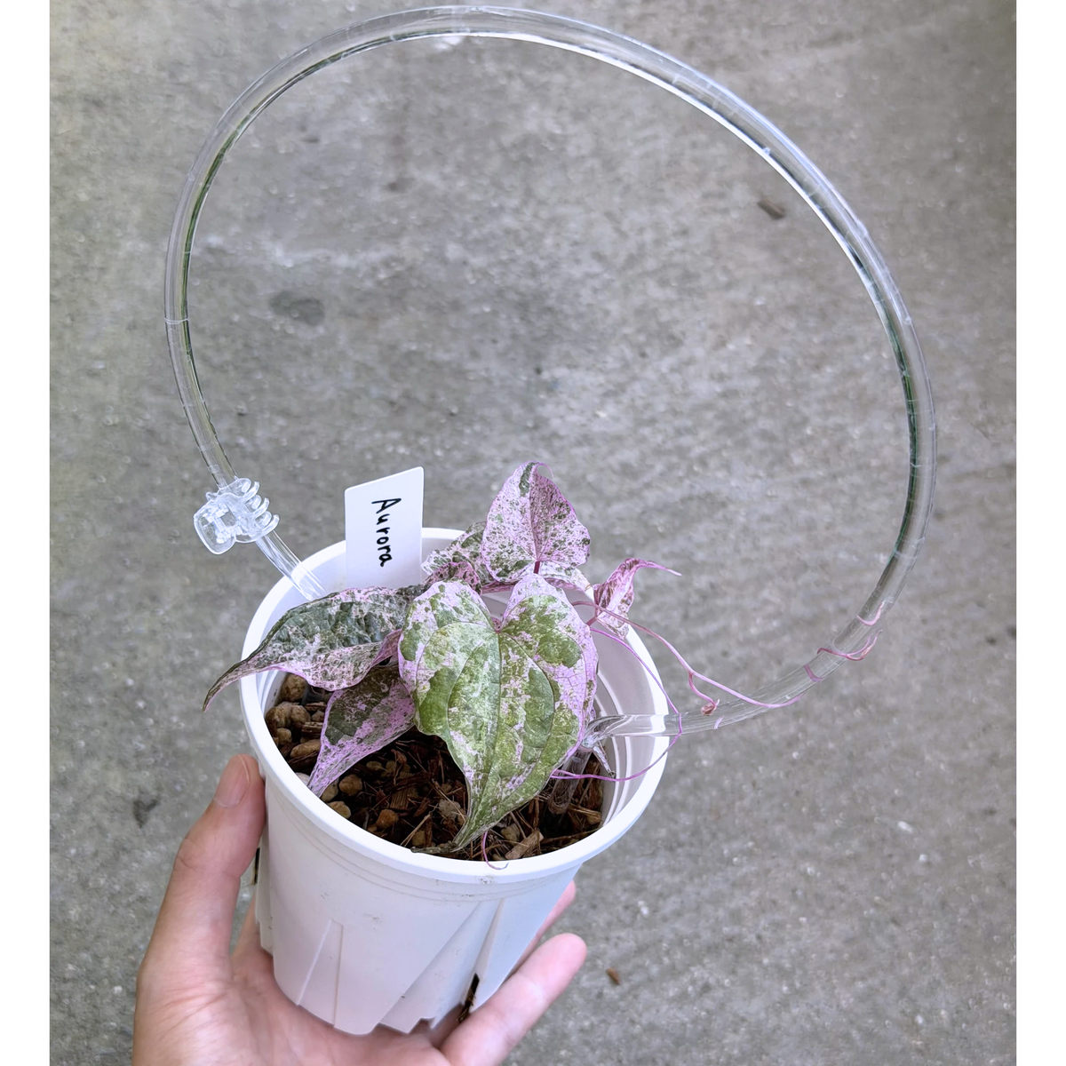 【一点もの】Dioscorea glabra Roxb. ‘Aurora’　ねこチップSS植え 激レア