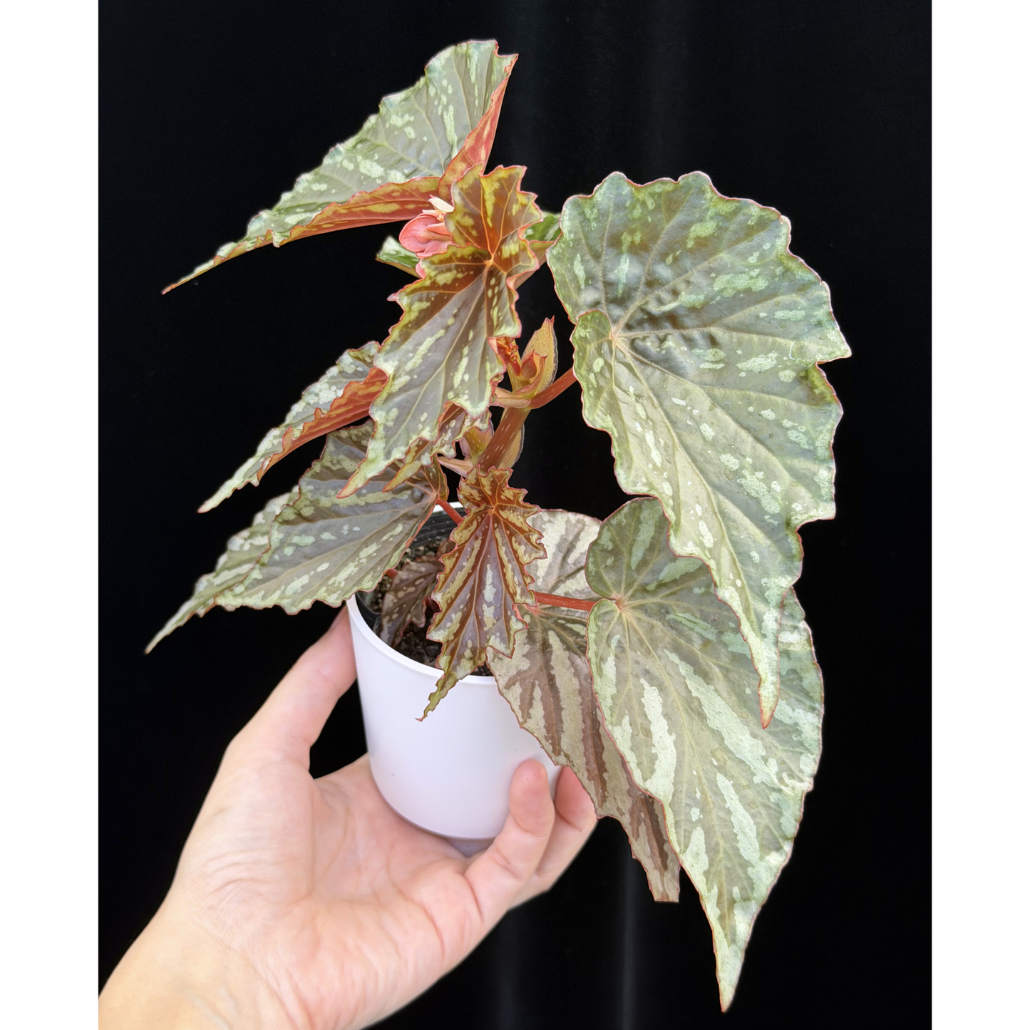 【一点もの】ベゴニア イリアンジャヤ Begonia sp.Irian jaya