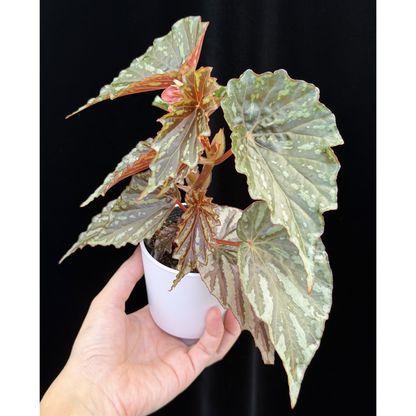 【一点もの】ベゴニア イリアンジャヤ Begonia sp.Irian jaya