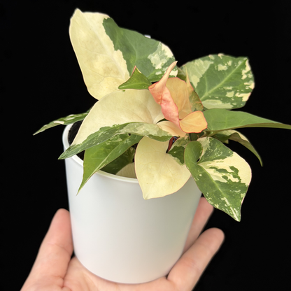 【一点もの販売】ファロピア マルチフローラ 斑入り Fallopia multiflora 'Variegata'   19