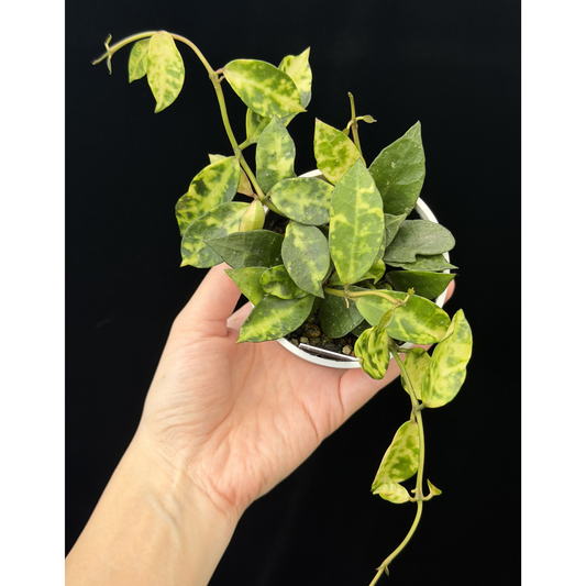 【一点もの】ホヤ ラクノーサ アマリーロ Hoya lacunosa 'Amarillo'  希少 レア 17