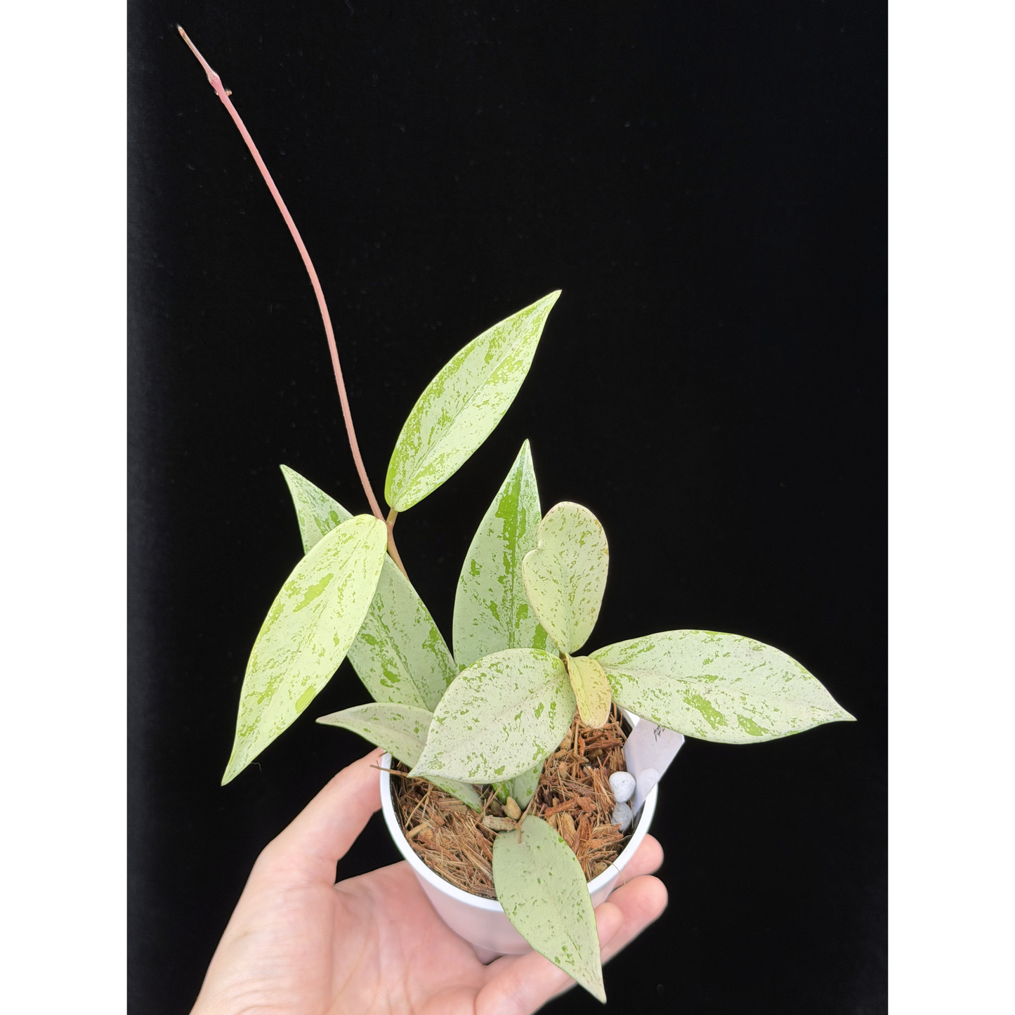 【一点もの】ホヤ プビカリクス シルバーゴースト Hoya Pubicalyx silver ghost 希少 レア ねこチップ 4