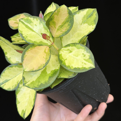 【一点もの】ホヤ オーストラリス リサ 3株植え 4号 ねこチップ
