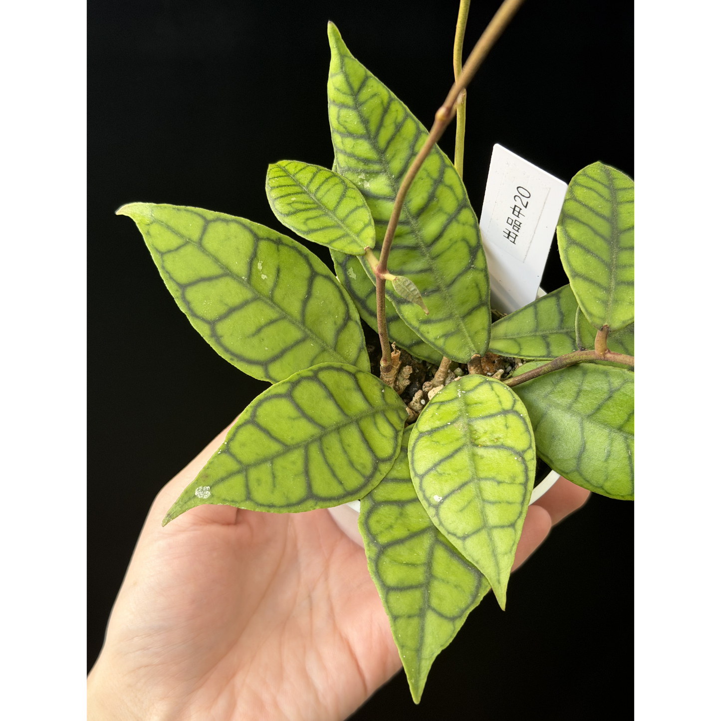 【一点もの】ホヤ カリストフィラ Hoya callistophylla 20
