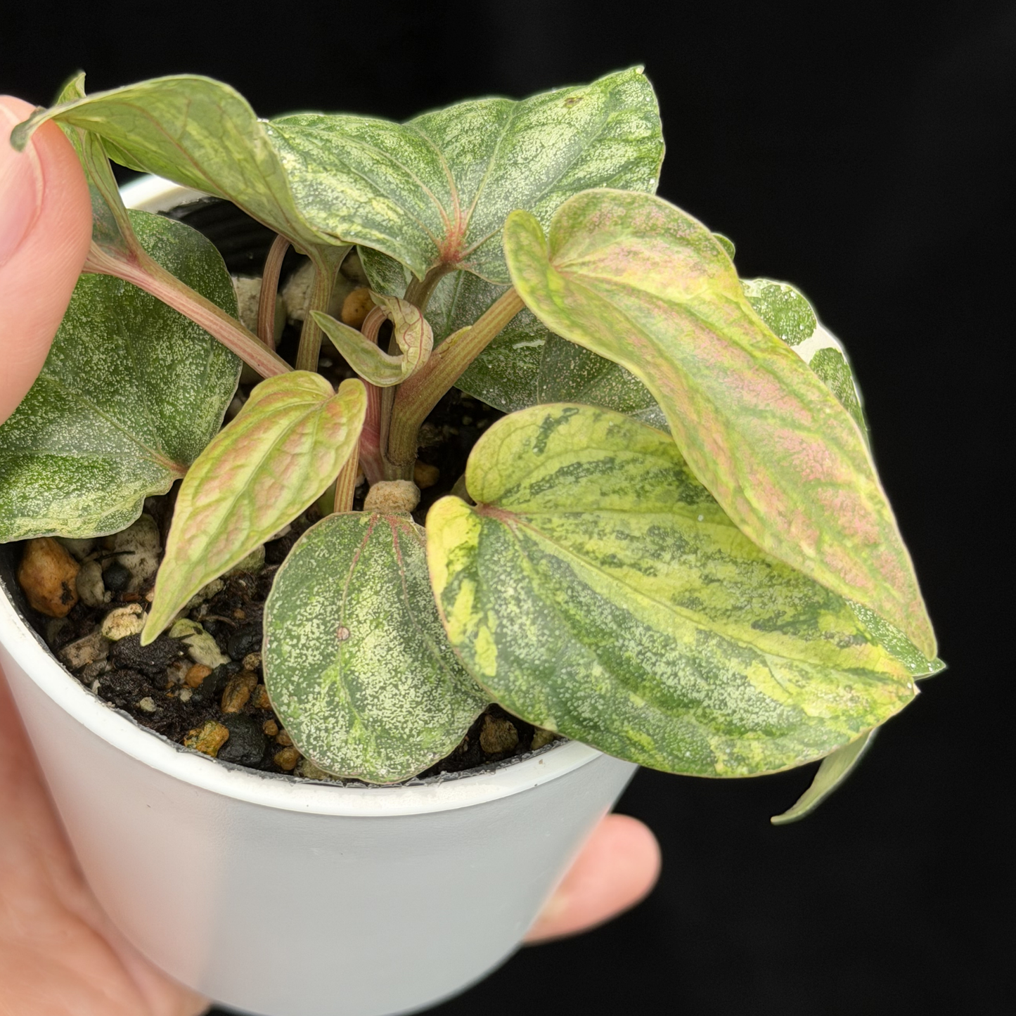 【一点もの】Piper sylvaticum variegated  ピペル シルバティクム斑入り