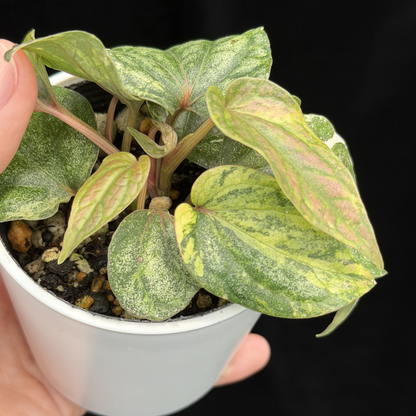 【一点もの】Piper sylvaticum variegated  ピペル シルバティクム斑入り
