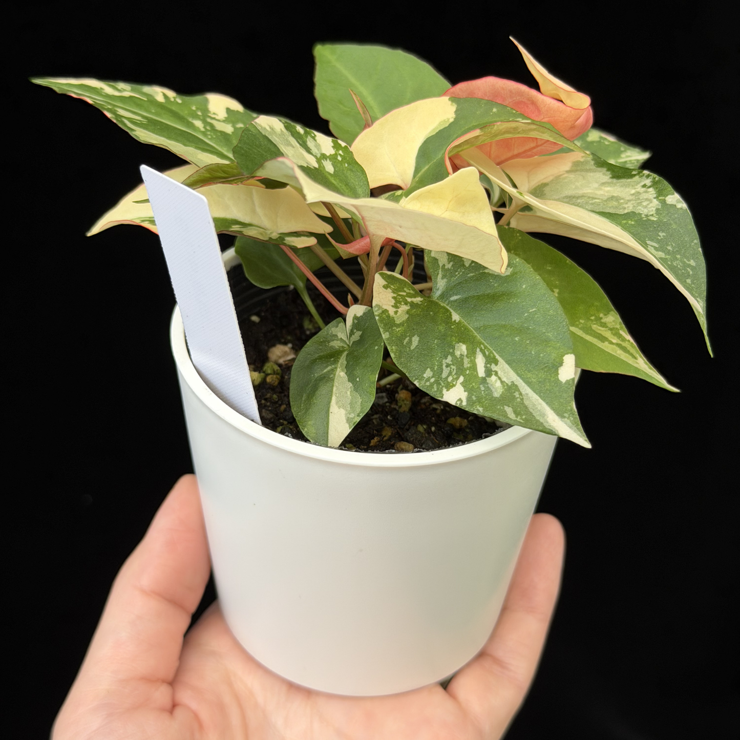 【一点もの販売】ファロピア マルチフローラ 斑入り Fallopia multiflora 'Variegata'   19