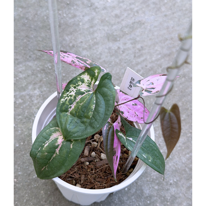 【一点もの】 Dioscorea filiformis ‘Gamma Ray’　ねこチップSS植え 激レア 3