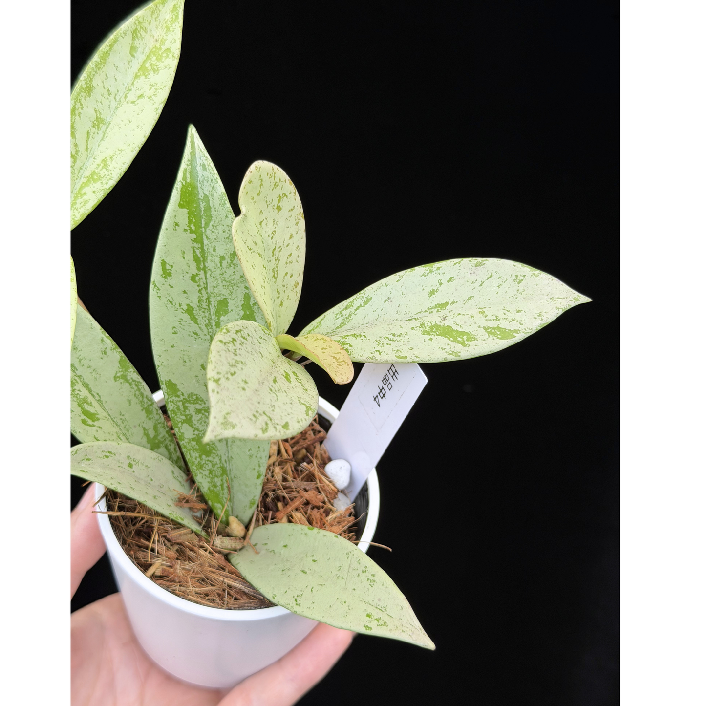 【一点もの】ホヤ プビカリクス シルバーゴースト Hoya Pubicalyx silver ghost 希少 レア ねこチップ 4