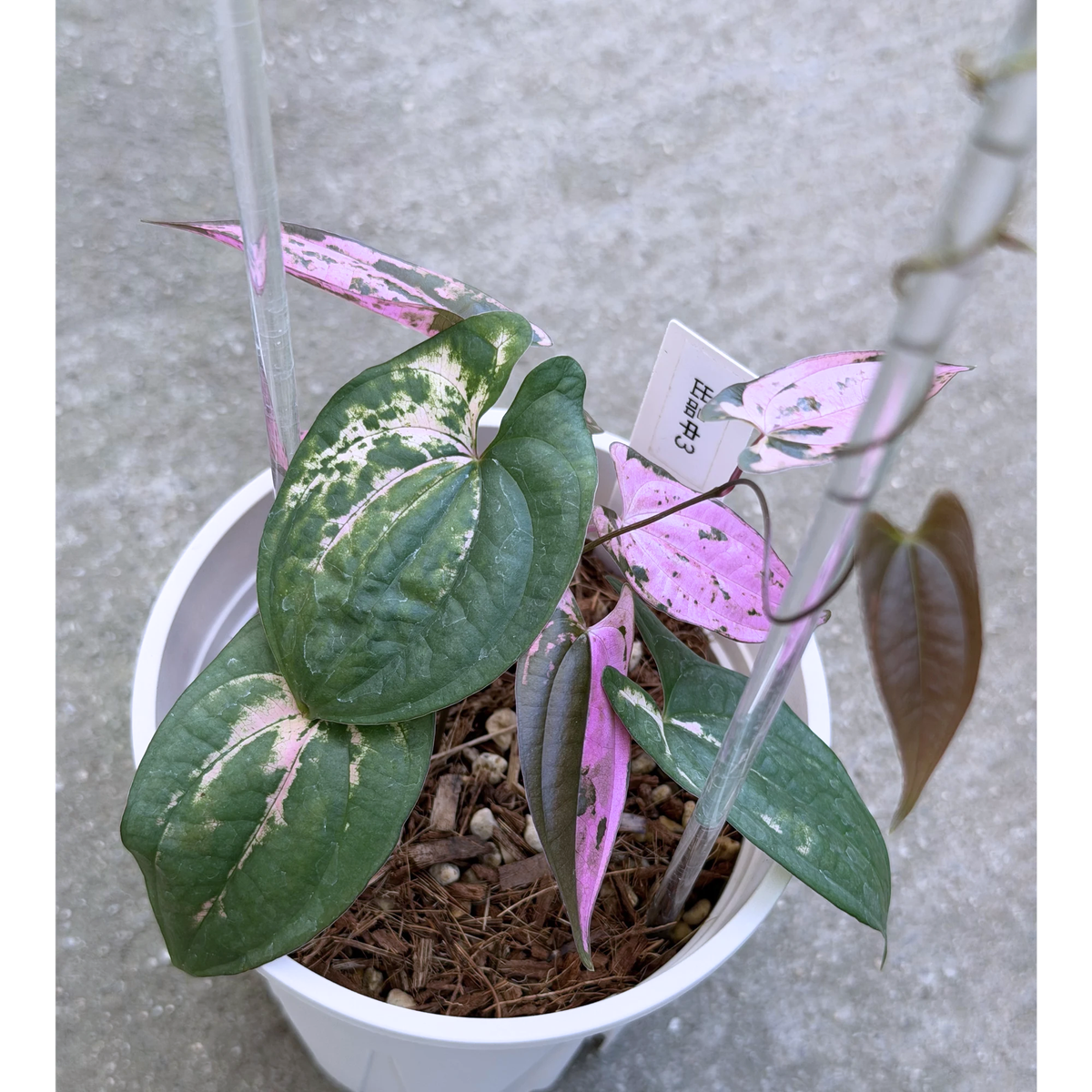 【一点もの】 Dioscorea filiformis ‘Gamma Ray’　ねこチップSS植え 激レア 3