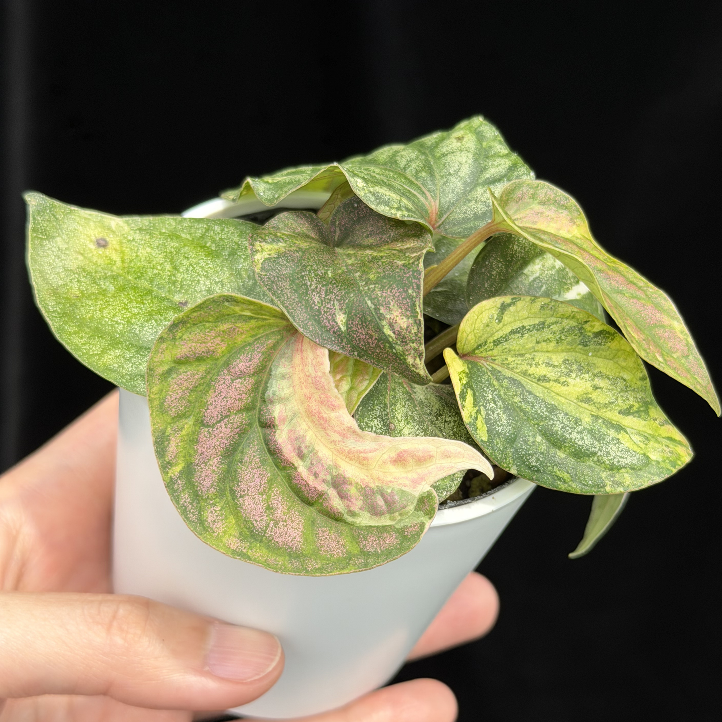【一点もの】Piper sylvaticum variegated  ピペル シルバティクム斑入り