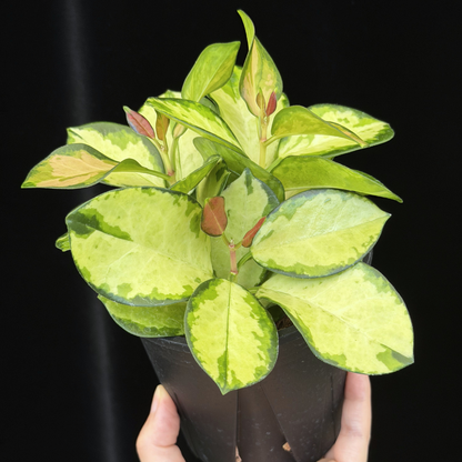 【一点もの】ホヤ オーストラリス リサ 3株植え 4号 ねこチップ