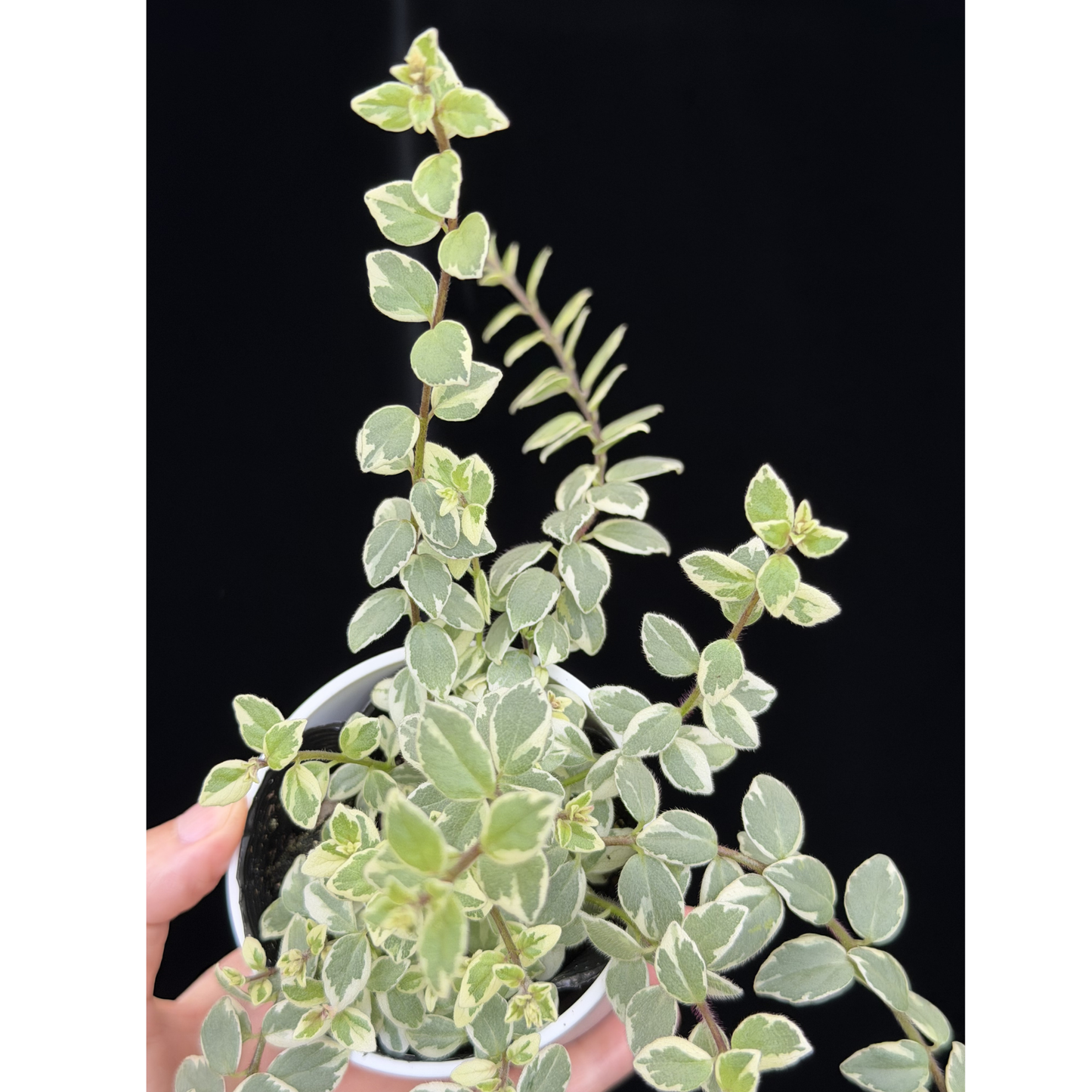 【一点もの】コルムネア ミクロフィラ 斑入り 希少 レア