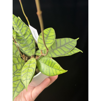 【一点もの】ホヤ カリストフィラ Hoya callistophylla 20