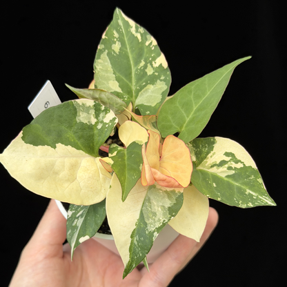 【一点もの販売】ファロピア マルチフローラ 斑入り Fallopia multiflora 'Variegata'   19
