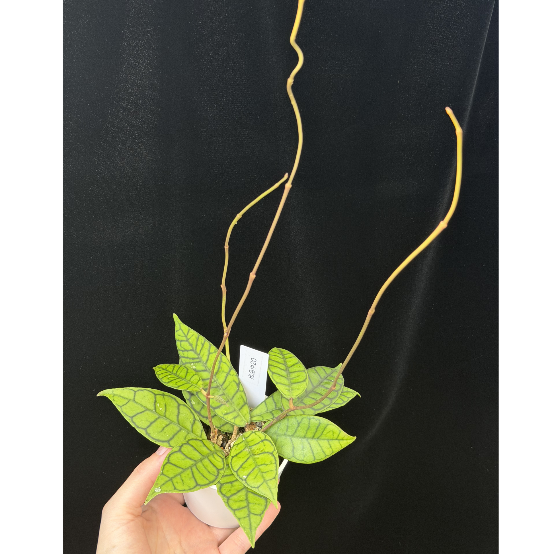 一点もの】ホヤ カリストフィラ Hoya callistophylla 20 – inakougei