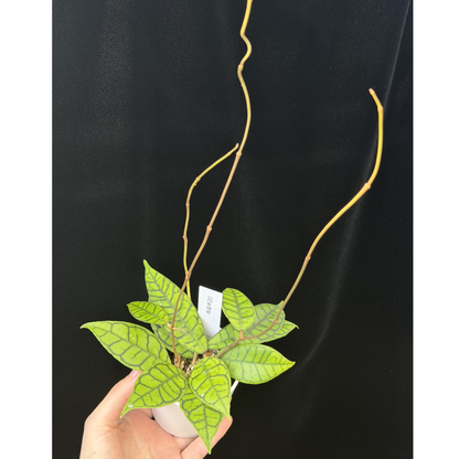 一点もの】ホヤ カリストフィラ Hoya callistophylla 20 – inakougei
