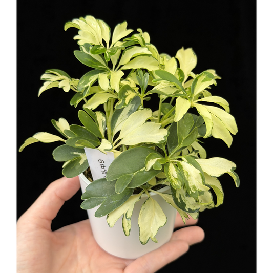 【一点もの】シェフレラ ジェニーネ 9