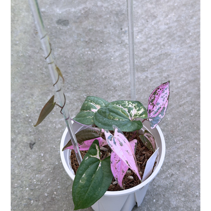 【一点もの】 Dioscorea filiformis ‘Gamma Ray’　ねこチップSS植え 激レア 3