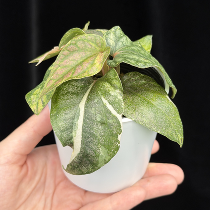 【一点もの】Piper sylvaticum variegated  ピペル シルバティクム斑入り