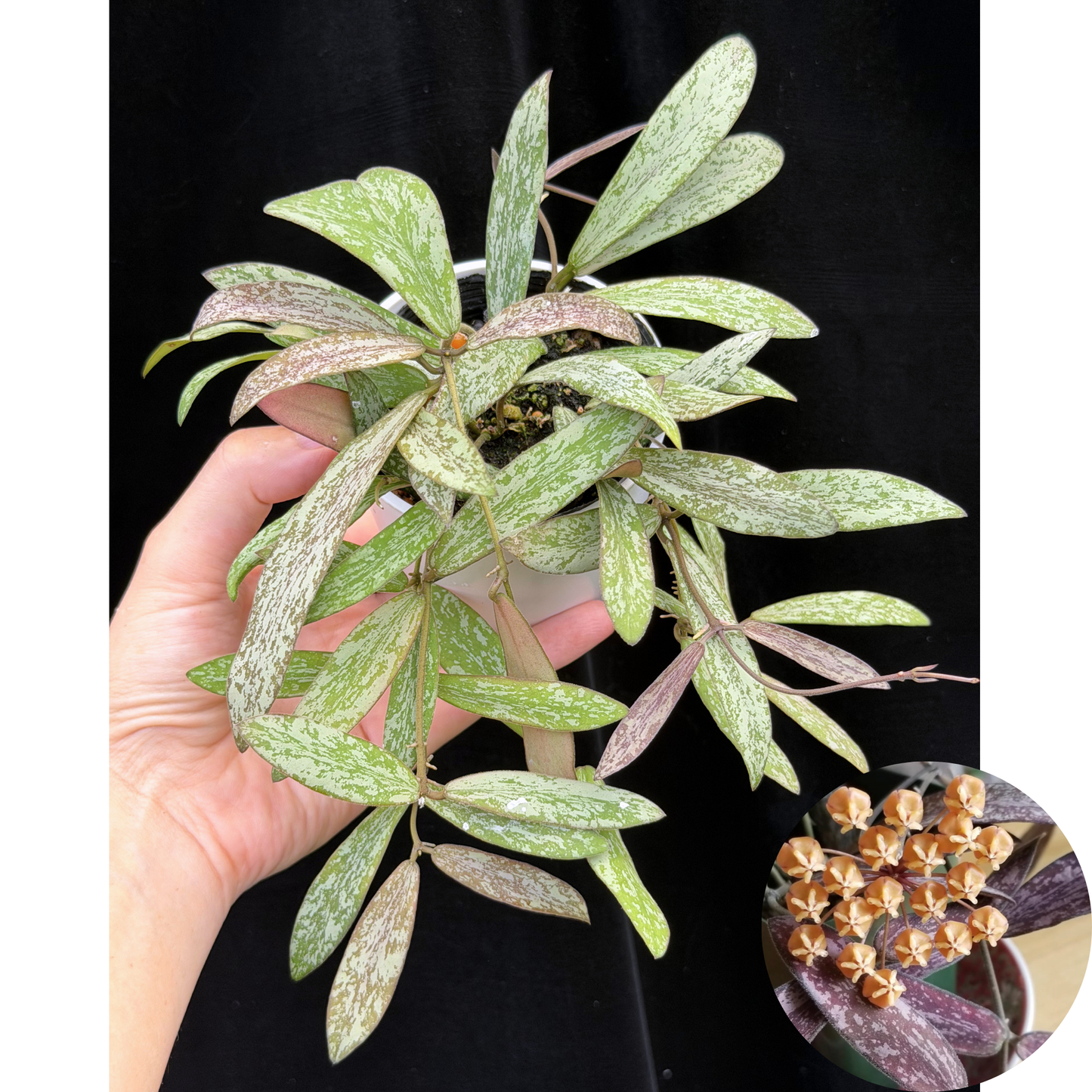 ホヤ シギラティス Hoya sigillatis