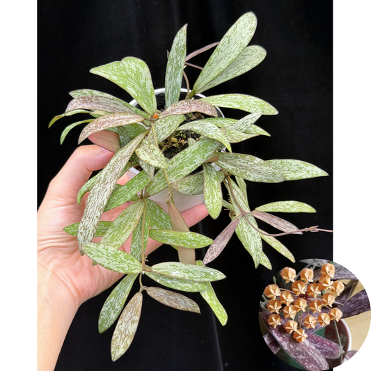 ホヤ シギラティス Hoya sigillatis