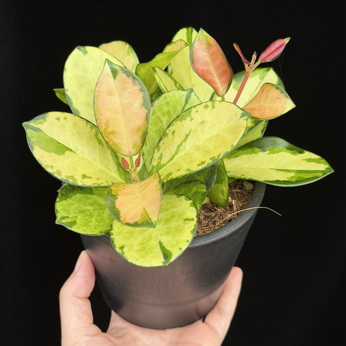 【一点もの】ホヤ オーストラリス リサ 4号 BLACK PLASTIC POT 受け皿付き ねこチップ