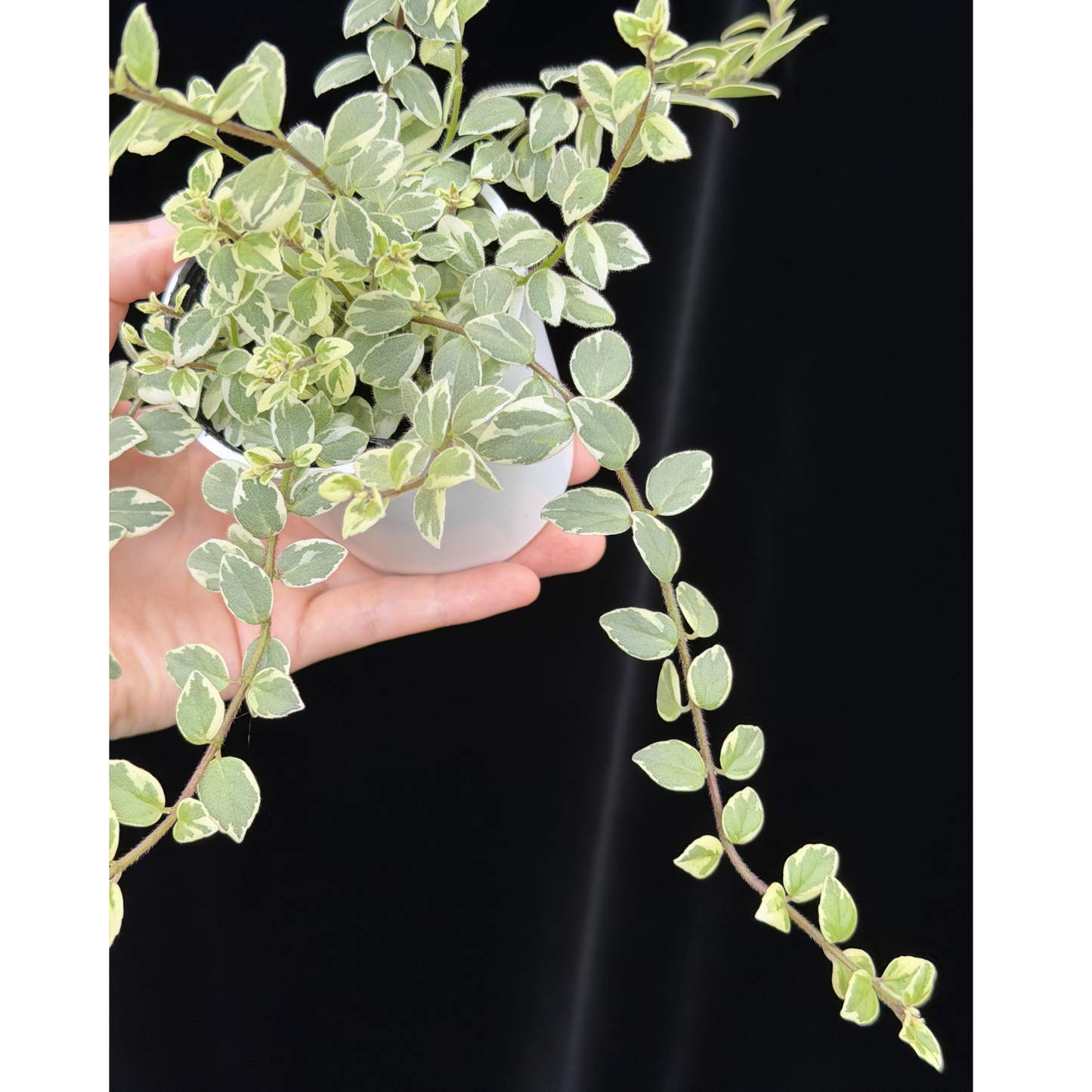 【一点もの】コルムネア ミクロフィラ 斑入り 希少 レア
