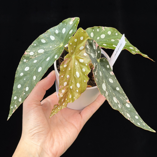 【一点もの】ベゴニア マクラータ ピンク 斑入り  希少 レア18