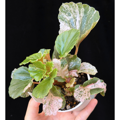 【一点もの】ベゴニア ククラータ ピンク斑入り begonia cucullata Pink variegated 希少 レア 11