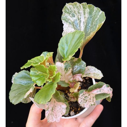 【一点もの】ベゴニア ククラータ ピンク斑入り begonia cucullata Pink variegated 希少 レア 11