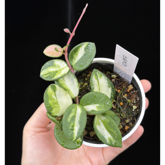 新商品 – inakougei
