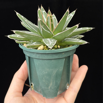 【一点もの】アガベ ビクトリアレジーナ "笹の雪" 2.5号 スリット鉢