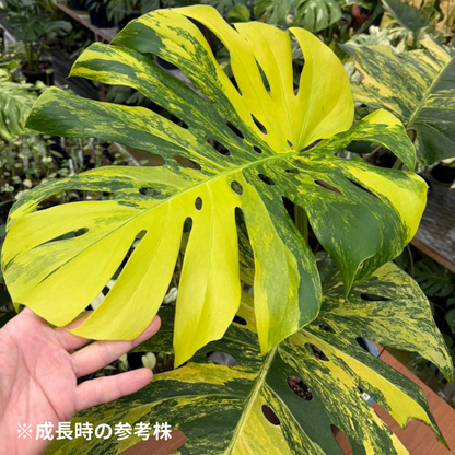 モンステラ デリシオーサ  イエローマリリン 組織培養（Tissue Culture）株 ビトロ苗 瓶入り 無菌苗 TC株