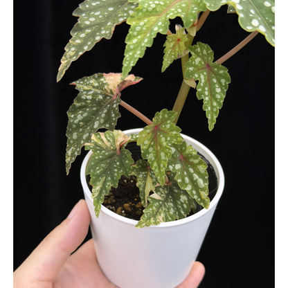 【一点もの】ベゴニア 出雲の煌星 斑入り Izumo no Kiraboshi variegated 希少 激レア
