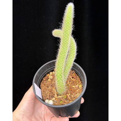 【一点もの】ヒルデウィンテラ Hildewintera colademononis 3.5号 ねこのしっぽ 3