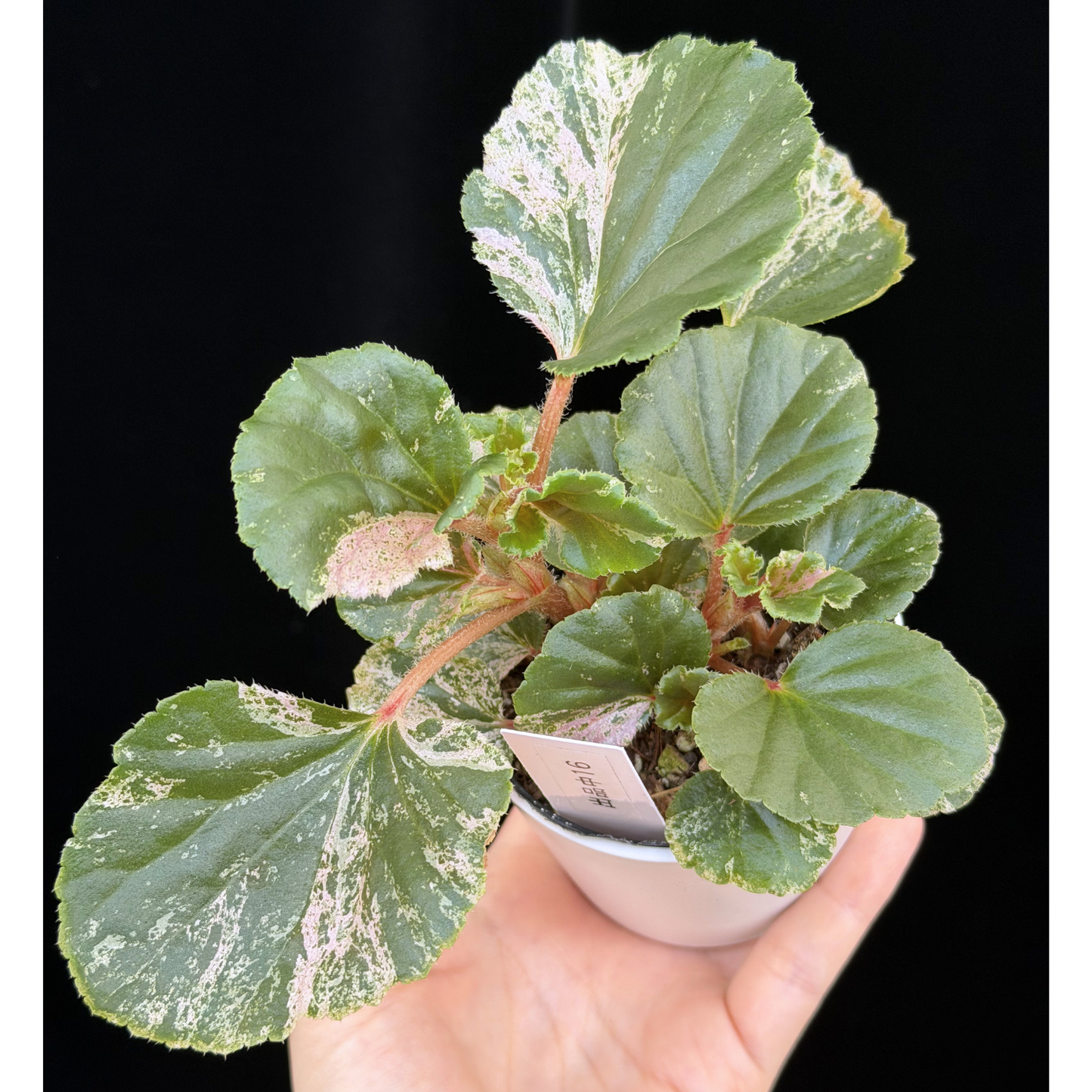 【一点もの】ベゴニア ククラータ ピンク斑入り begonia cucullata Pink variegated 希少 レア 16
