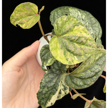 【一点もの】Piper sylvaticum variegated  ピペル シルバティクム斑入り 7
