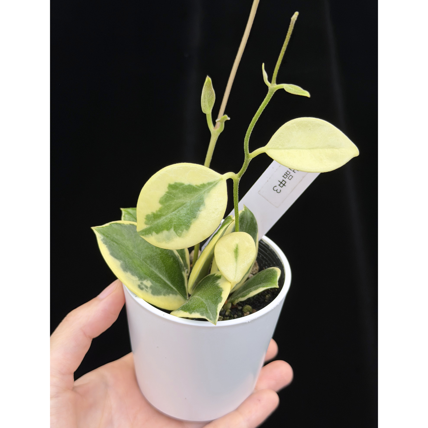 【一点もの】ホヤ オーストラリス ホワイトマージン Hoya australis 'White Margin' 3