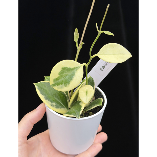 【一点もの】ホヤ オーストラリス ホワイトマージン Hoya australis 'White Margin' 3