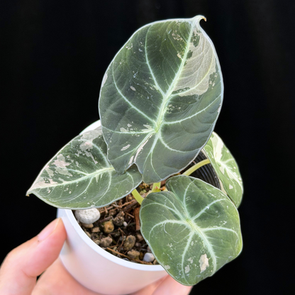 【一点もの】アロカシア ブラックベルベット ピンク斑入り Alocasia Black Velvet Pink Variegated レア 希少