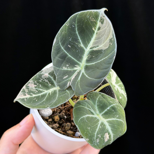 【一点もの】アロカシア ブラックベルベット ピンク斑入り Alocasia Black Velvet Pink Variegated レア 希少